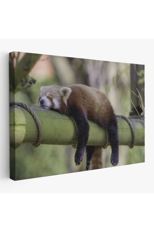 Kırmızı Panda Dekoratif Kanvas Tablo 1140